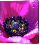 Purple Poppy Flower Canvas Print