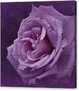 Purple Rose Of November Canvas Print