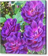 Purple Roses Canvas Print