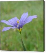 Purple Wildflower Canvas Print