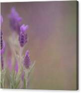 Purple Wings Canvas Print