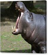 Pygmy Hippo With Large Pointed Tusks In His Mouth Canvas Print