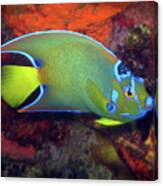 Queen Angelfish, U. S. Virgin Islands 2 Canvas Print