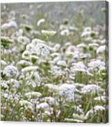 Queen Anne's Lace Hazy Summer Canvas Print