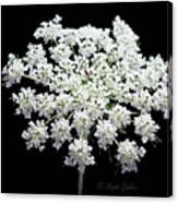 Queen Anne's Lace Canvas Print