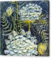 Queen Anne's Lace Canvas Print