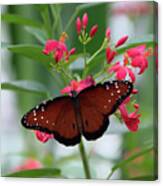 Queen Butterfly On Red Flowers Canvas Print