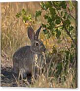 Rabbit On The Prairie Canvas Print