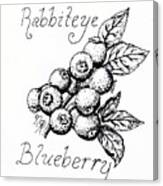 Rabbiteye Blueberry Canvas Print