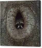 Raccoon In His Tree Hole Canvas Print