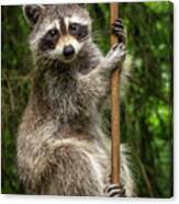 Raccoon Pole Dancer - Wildlife In The Bird Yard Canvas Print