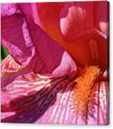 Radiant Pink Iris 1 Canvas Print