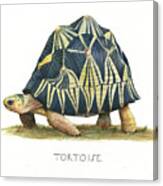 Radiated Tortoise Canvas Print
