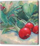 Radishes Canvas Print