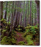Rain Forest Path-signed-#6575 Canvas Print