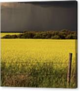 Rain Front Approaching Saskatchewan Canola Crop Canvas Print