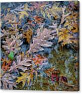 Rain On Autumn Leaves Canvas Print