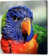 Rainbow Lorikeet Canvas Print