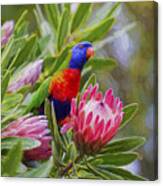 Rainbow Lorikeet In Protea Bush Canvas Print