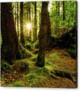 Rainforest Path Canvas Print