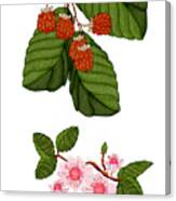 Raspberries And Raspberry Blossoms Canvas Print