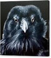 Raven Fluff Canvas Print