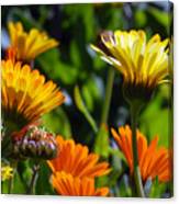 Reach For The Sun 1 Canvas Print