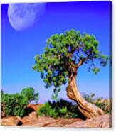 Reaching For The Moon Canvas Print