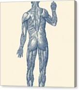 Rear View - Human Muscle System - Vintage Anatomy Canvas Print