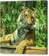 Reclining Tiger Canvas Print