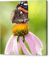 Red Admiral Sails On Cone Flower Canvas Print