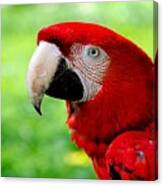 Red-and-green Macaw Canvas Print