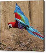 Red-and-green Macaw Canvas Print