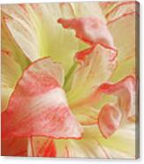 Red And White Amaryllis Abstract Horizontal Canvas Print