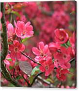 Red Apple Blossoms 4 Canvas Print