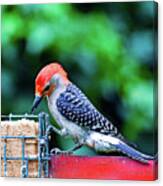 Red Bellied Woodpecker Feeding Canvas Print
