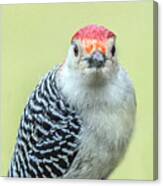 Red Bellied Woodpecker Portrait Canvas Print