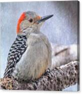 Red-bellied Woodpecker Canvas Print