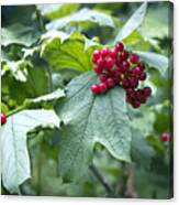Red Berries Canvas Print