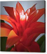 Red Bromeliad Bloom. Canvas Print