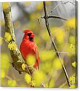 Red Cardinal Among Spring Flowers Canvas Print