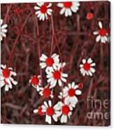Red Chamomile Canvas Print