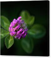 Red Clover Canvas Print