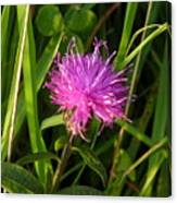 Red Clover Canvas Print