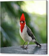 Red Crested Cardinal Bird Standing On A Railing Canvas Print