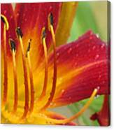 Red Daylily With Morning Dew Canvas Print
