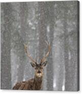 Red Deer In A Blizzard Canvas Print