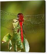 Red Dragon Fly Canvas Print