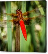 Red Dragonfly Canvas Print