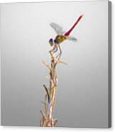 Red Dragonfly Canvas Print